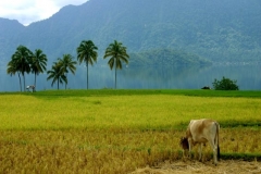 Maningjau Lake (176)jgu