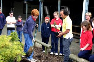 Mount Gambier and planting tree in Mulga st school